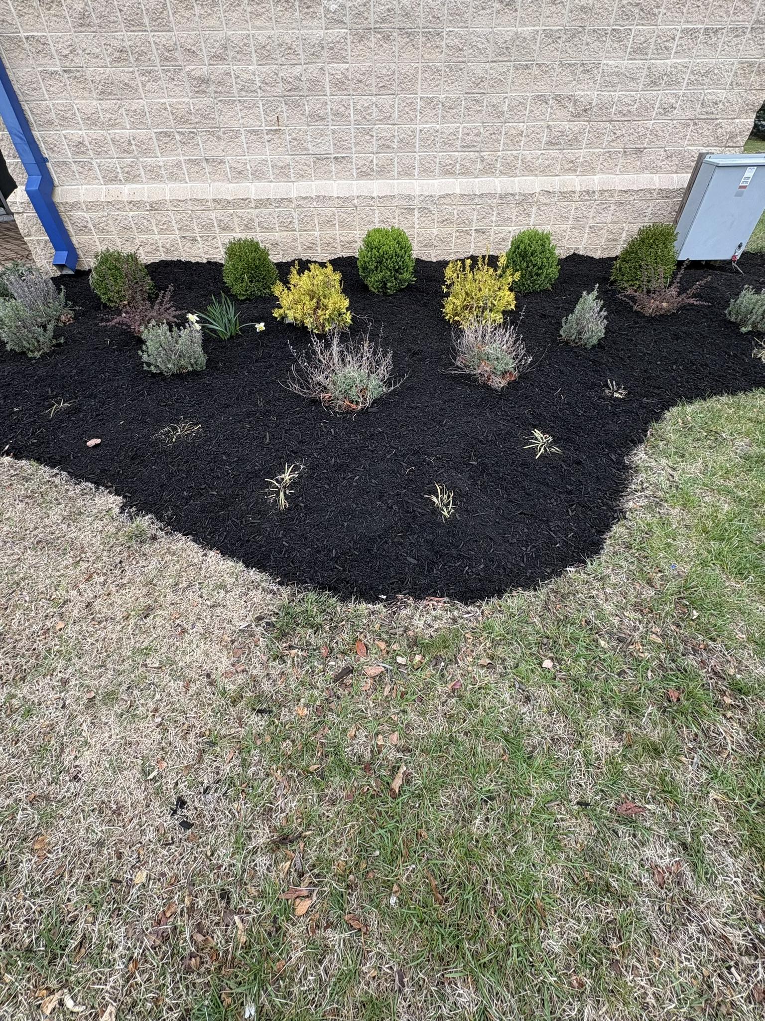 Commercial mulch beds with boxwood shrubs in Winchester VA