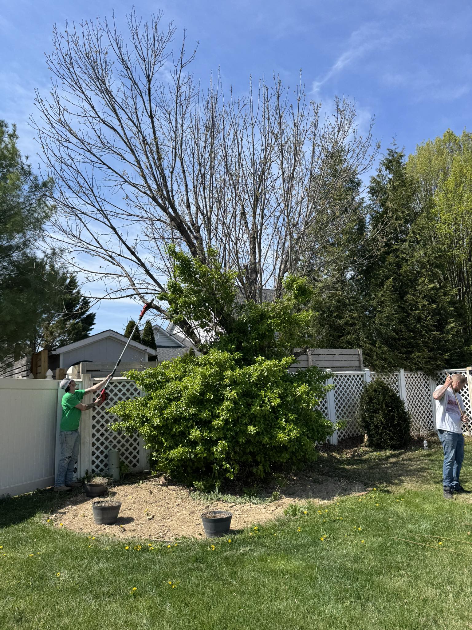 Tree trimming and pruning in Front Royal VA